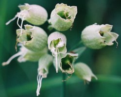 Silene vulgaris