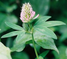 Trifolium medium