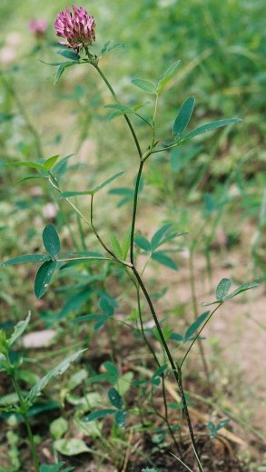 Trifolium medium