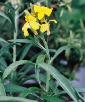 Erysimum cheiri