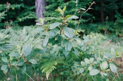 Frangula alnus