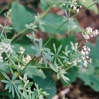 Galium schultesii