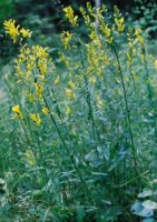 Genista tinctoria (janowiec barwierski)