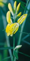 Genista tinctoria (janowiec barwierski)