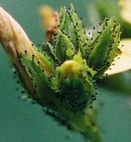 Hypericum montanum (dziurawiec skąpolistny)