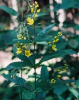 Lysimachia vulgaris (tojeść pospolita)