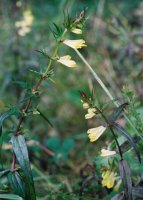 Melampyrum pratense