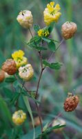 Trifolium campestre