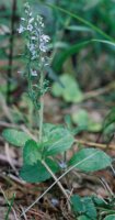 Veronica officinalis