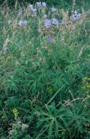 Geranium pratense