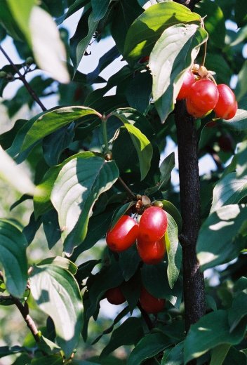 Cornus mas (dereń jadalny)