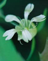 Silene baccifera (wyżpin jagodowy)