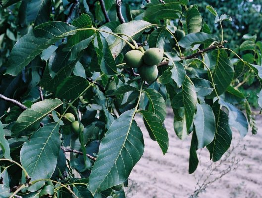 Juglans regia (orzech włoski)