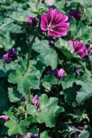 Malva sylvestris