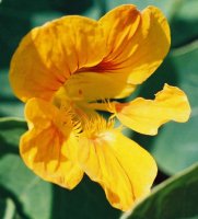 Tropaeolum majus (nasturcja większa)