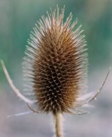 Dipsacus sylvestris (szczeć pospolita)