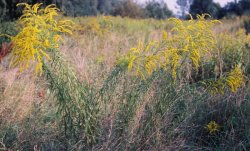 Solidago gigantea (nawłoć późna)