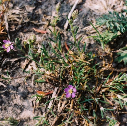 Spergularia rubra