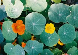 Tropaeolum majus (nasturcja większa)