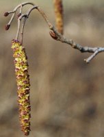 Alnus glutinosa (olsza czarna)