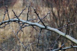 Crataegus monogyna