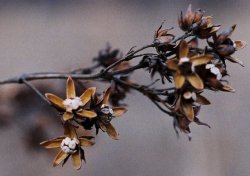 Lysimachia vulgaris (tojeść pospolita)