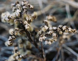 Solidago gigantea (nawłoć późna)