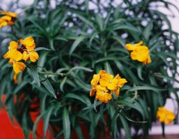 Erysimum cheiri