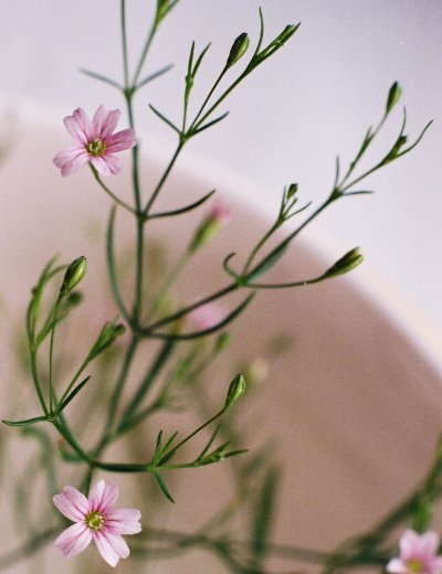 Gypsophila muralis