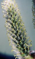 Salix viminalis (wierzba wiciowa)