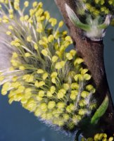 Salix viminalis (wierzba wiciowa)