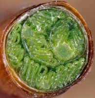 Fagus sylvatica (buk zwyczajny)