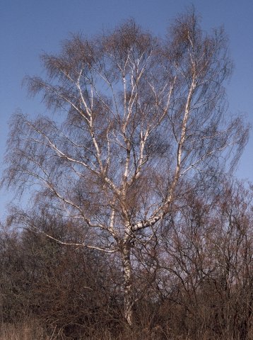 Betula pendula (brzoza brodawkowata)