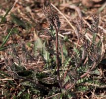 Cardaminopsis arenosa ssp. arenosa (rzeżusznik piaskowy typowy)