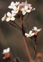 Cardaminopsis arenosa ssp. arenosa (rzeżusznik piaskowy typowy)