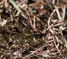 Draba verna (wiosnówka pospolita)