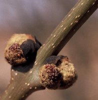 Fraxinus excelsior (jesion wyniosły)