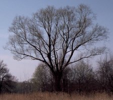 Salix fragilis