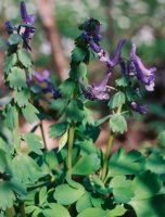 Corydalis solida (kokorycz pełna)