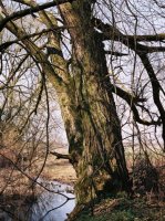 Salix fragilis