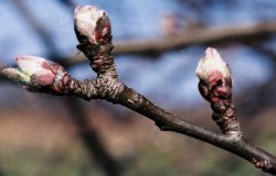 Malus domestica