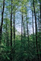 Alnus glutinosa (olsza czarna)