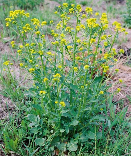 Barbarea vulgaris (gorczycznik pospolity)