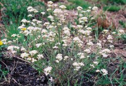 Cardaminopsis arenosa ssp. arenosa (rzeżusznik piaskowy typowy)