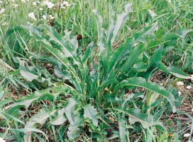 Rumex crispus (szczaw kędzierzawy)