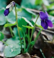 Viola odorata (fiołek wonny)