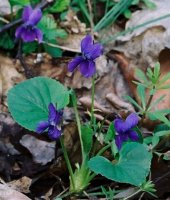 Viola odorata (fiołek wonny)