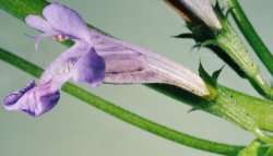 Glechoma hederacea