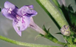 Glechoma hederacea