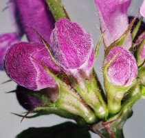 Lamium maculatum (jasnota plamista)